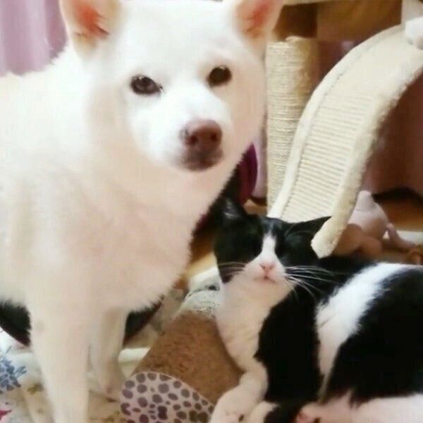 見つめるかりんちゃんとゆずちゃん
