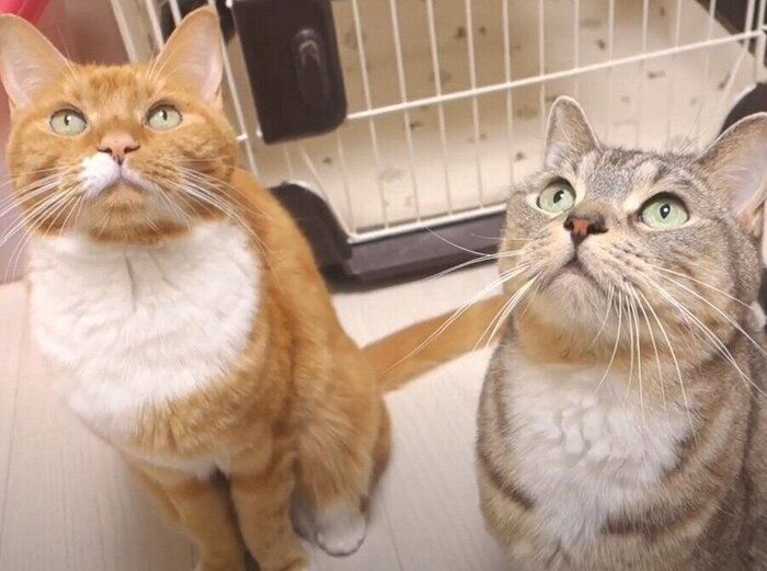 見上げる猫
