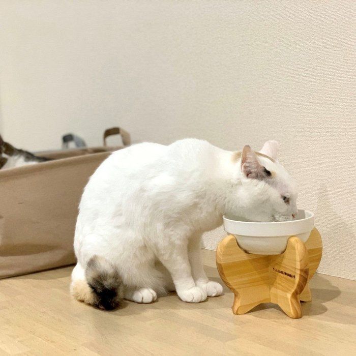画像/ねこのきもち2020年3月号『猫の病気、そこが知りたい!』