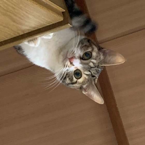 見つめる猫