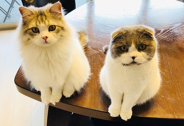 見つめる猫