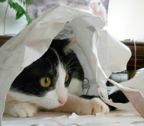 くつろぐ猫