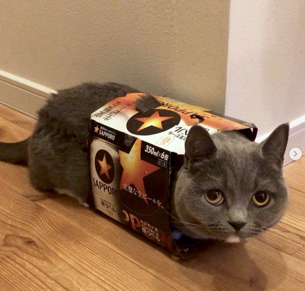 箱に入る猫