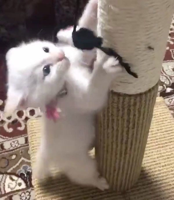 里親さんのもとで暮らすしらたまちゃん