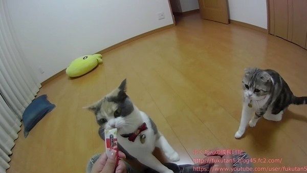 2匹の猫