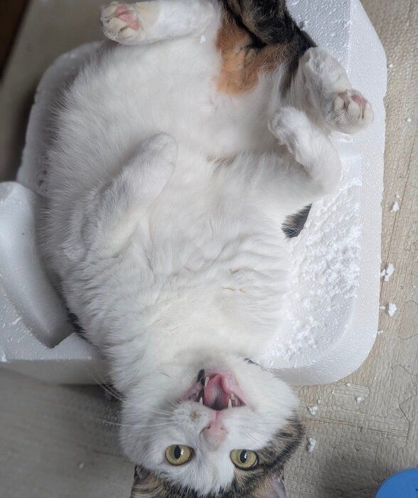 別の日の投稿 この日も圧力鍋の梱包材でくつろぐローズちゃん
