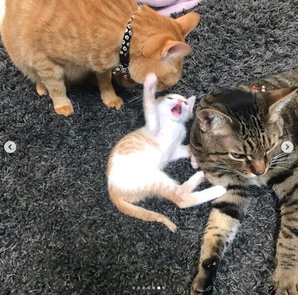 先住猫に見守られるSUNちゃん