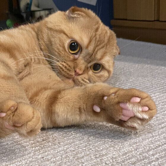 肉球を見せるスコティッシュフォールド