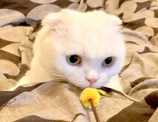 まんまるお目めがキュートなむくちゃん