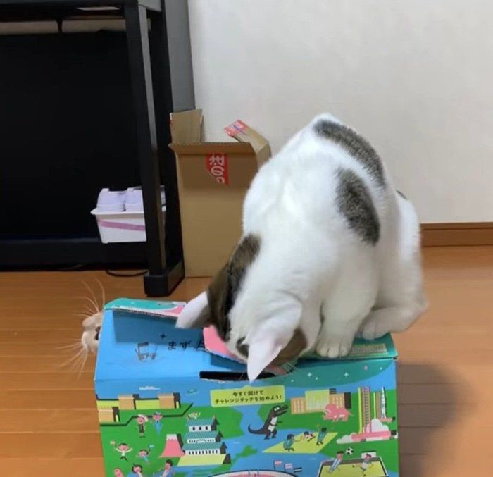 がんばる豆大福ちゃん