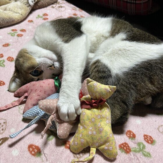 ぬいぐるみを抱える猫