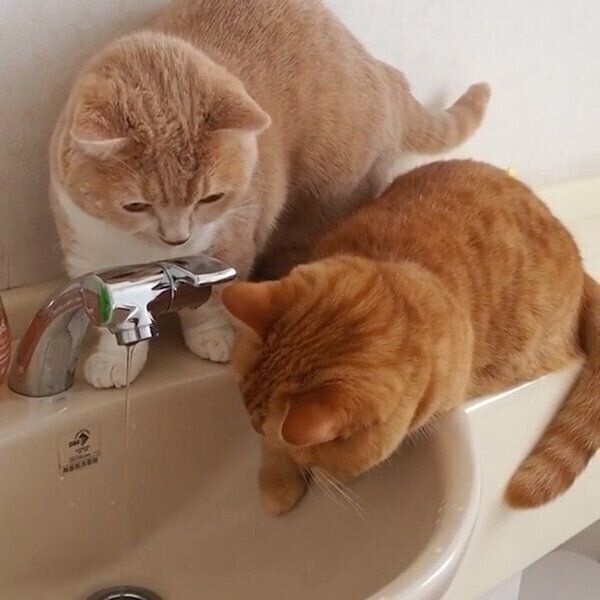 水道の水を飲もうとするネネちゃんとココちゃん