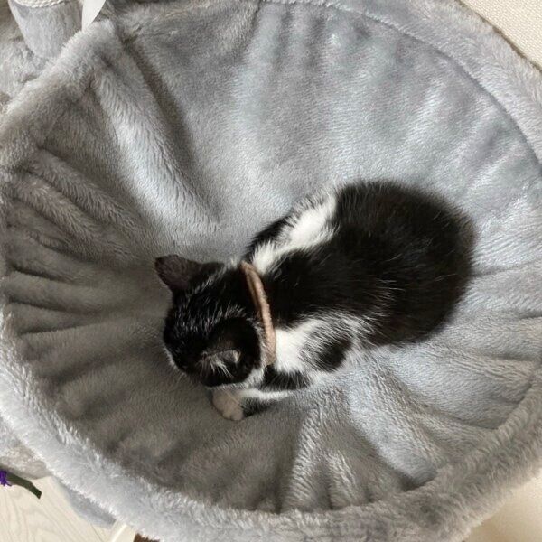 生後3週齢ごろのふくちゃん