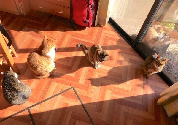 まったりする猫ちゃんたち