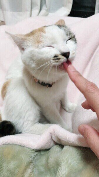 ペロペロ