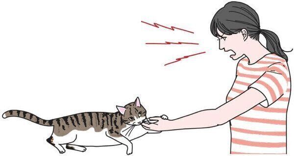 飼い主さんを噛む猫