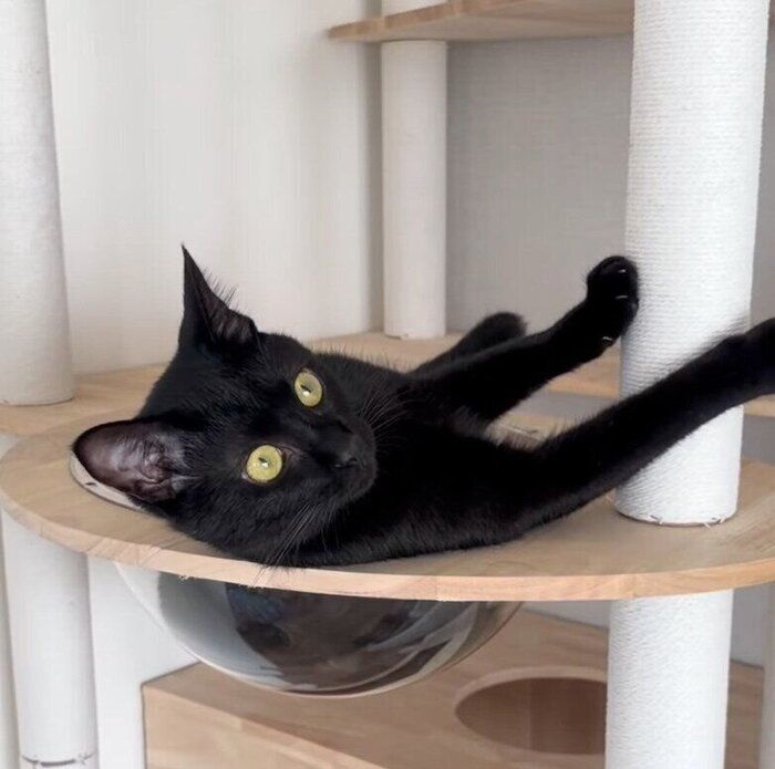 まったりくつろぐクロちゃん
