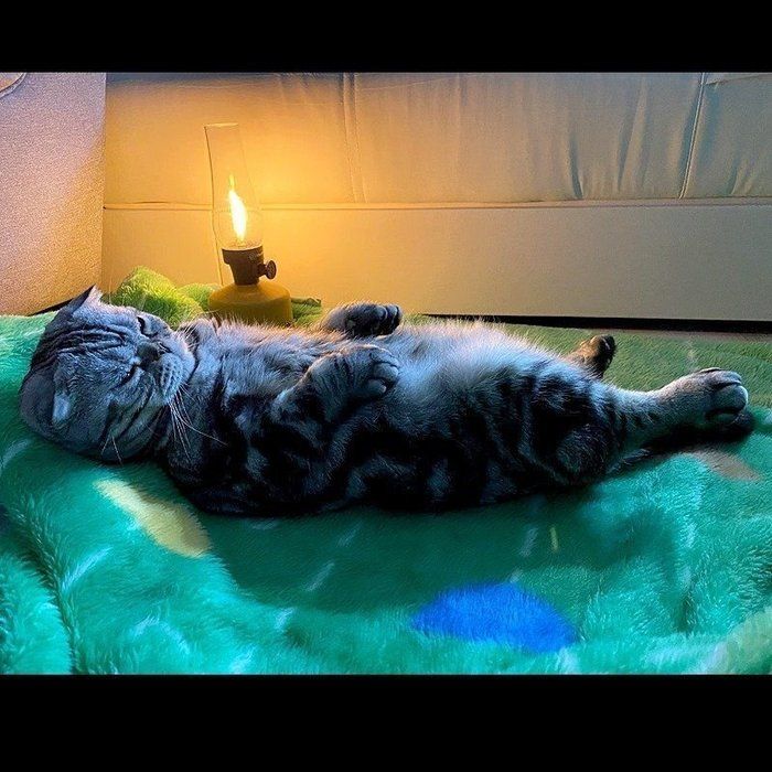@tacos_cat
