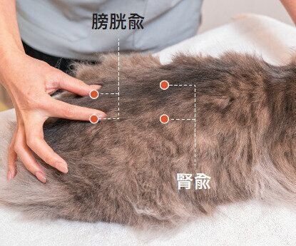 猫の腎兪と膀胱兪の位置