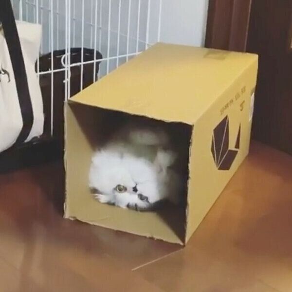 ヘソ天するクロエくん