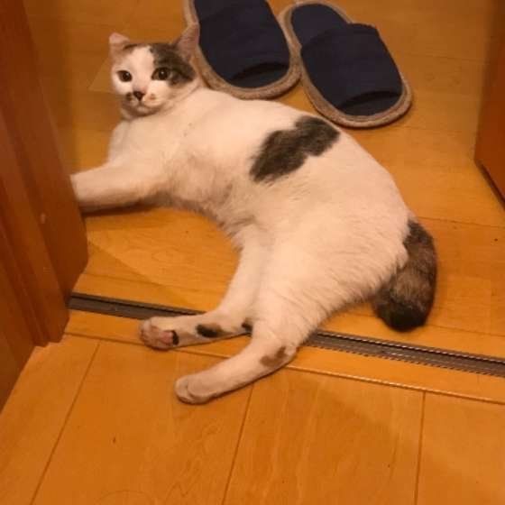 出待ちする猫