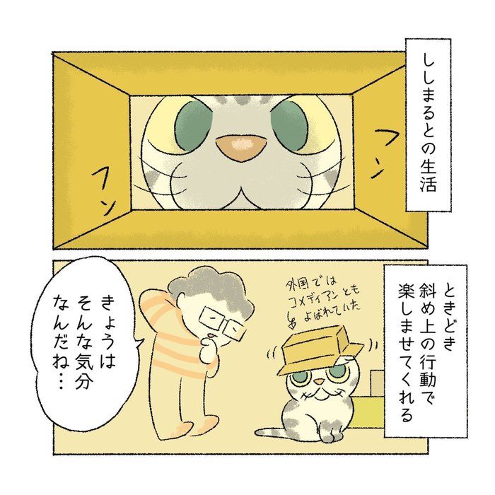 @tacos_cat