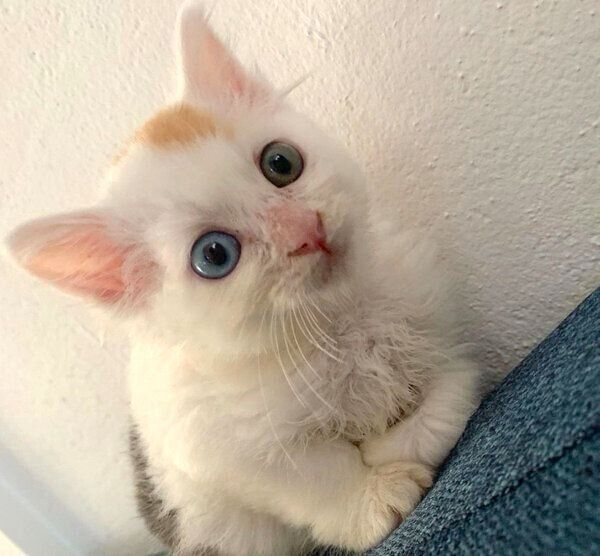 飼い主さんのお家に来て1日目のめろんちゃん