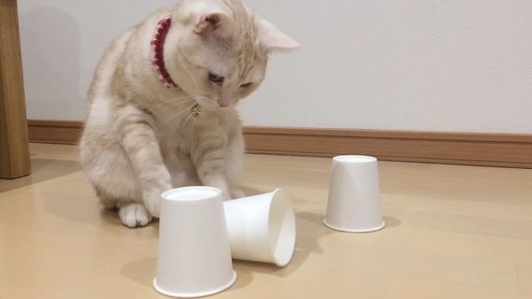 おやつどこ?