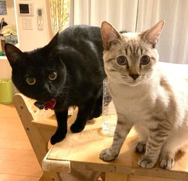 テーブルの上に乗るミナちゃんとシロちゃん