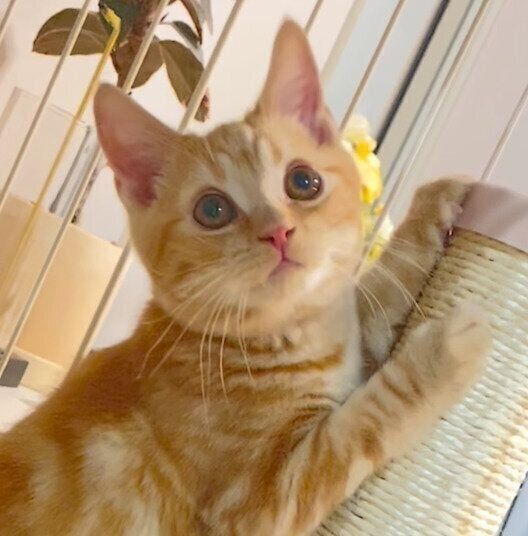 生後4カ月のころのめろんくん