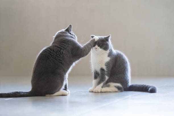 2 つの英国短毛猫プレー, 屋内撮影