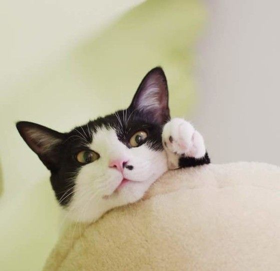 見つめる猫