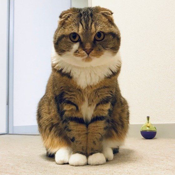カメラにポーズ、スコティッシュフォールドのモカ