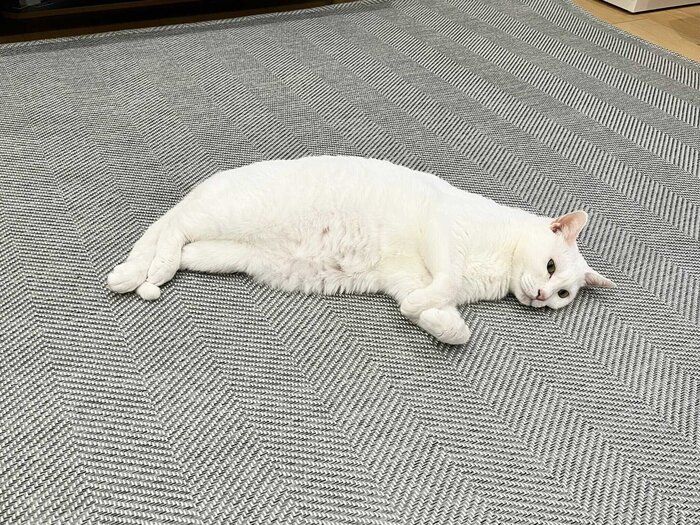 床に寝そべる猫