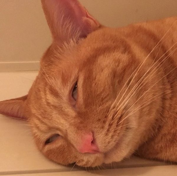 変顔する猫