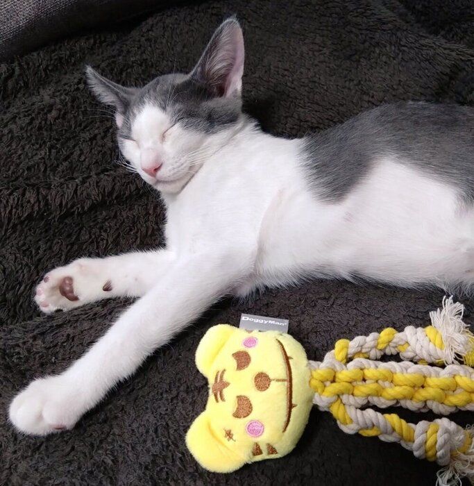 気持ちよさそうに寝る子猫