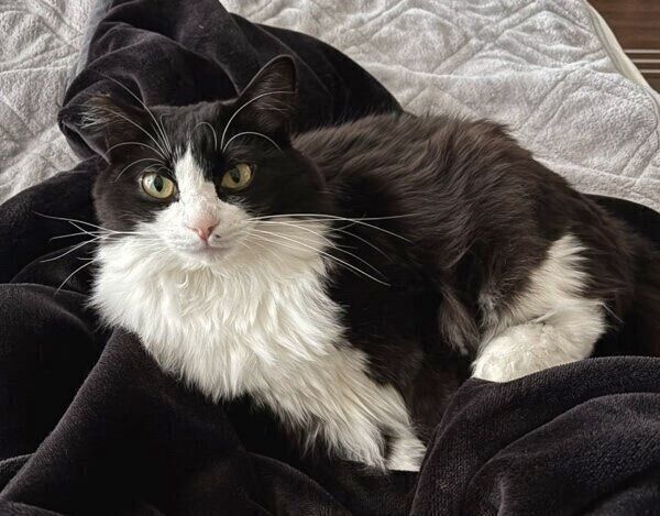 一緒に昼寝してくれるテトちゃん