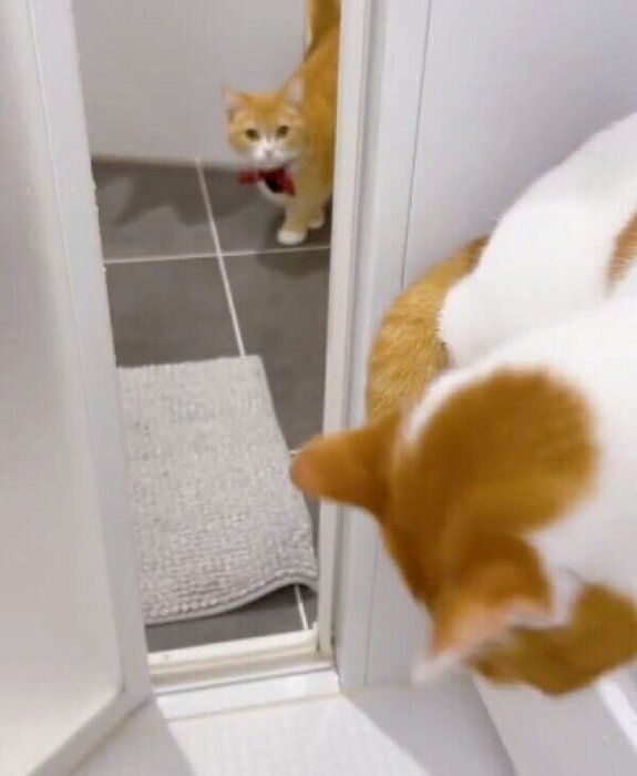 お風呂場に入るもち丸くん