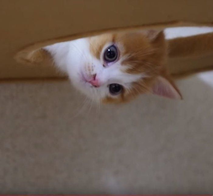 子猫とキャットタワー