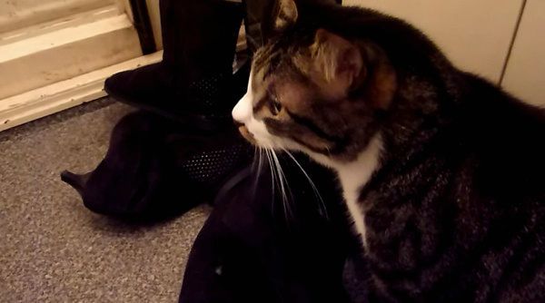 ケンカする猫