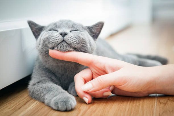 あごを撫でられる猫