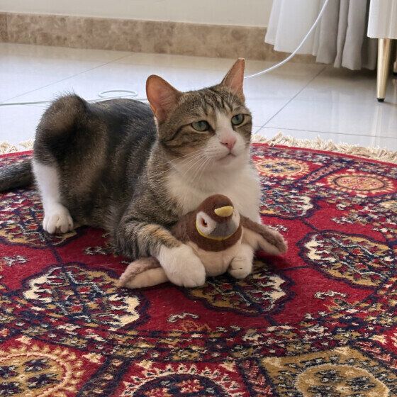 ぬいぐるみを抱きしめる猫
