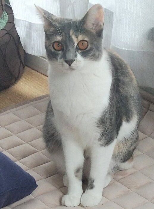 飼い主を見る猫