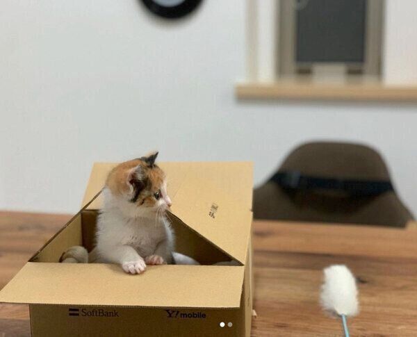 ダンボール箱に入るめんまちゃん