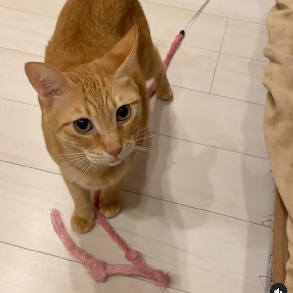 アピールするちのくん