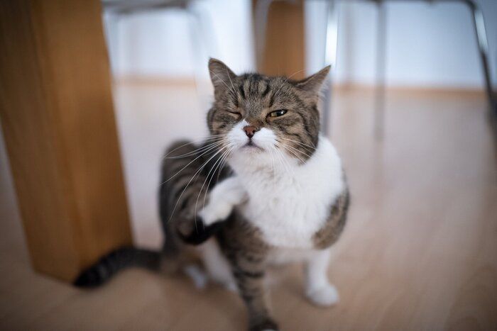 猫を引っ掻く