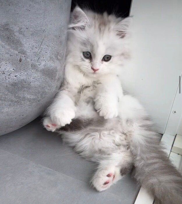 “おじさんのような格好”になるぴふちゃん