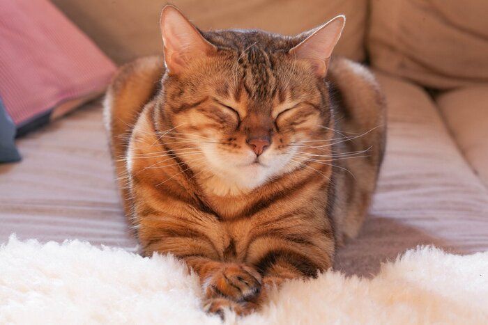 目をとじている猫