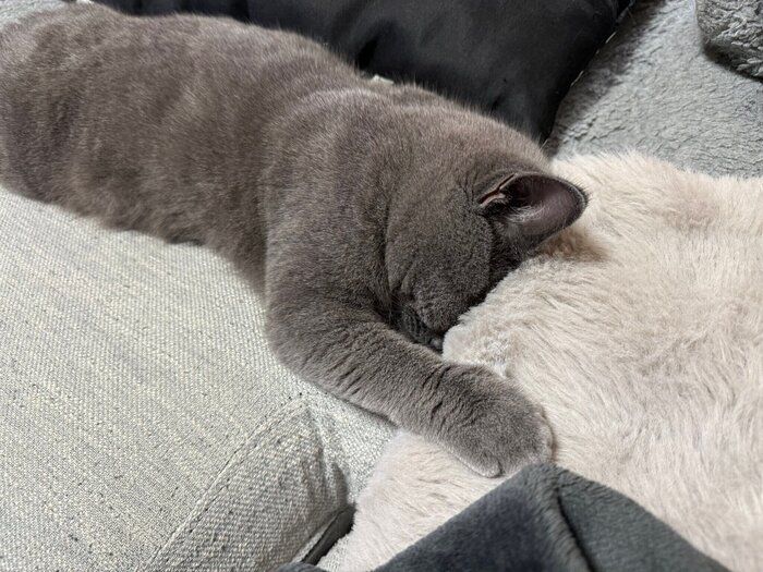 寝姿がかわいいおこげくん