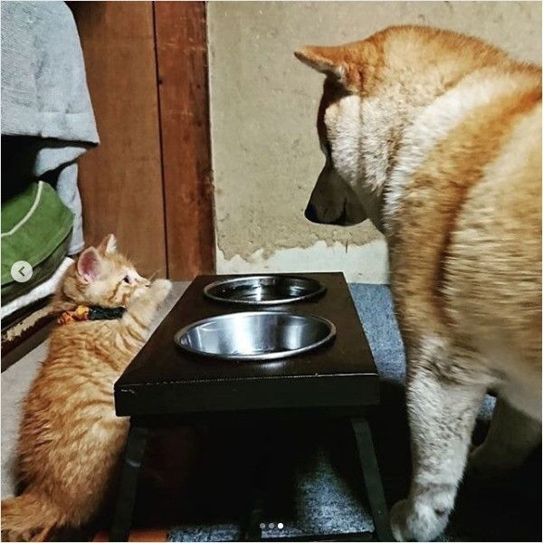 もんとあお